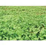Thumbnail of THROW & GRO NO-TILL FORAGE® - 5LB, image 5
