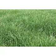 Thumbnail of THROW & GRO NO-TILL FORAGE® - 5LB, image 7