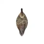 Thumbnail of HydroFoam Green-Winged Teal 6 Pack, image 11