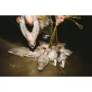Thumbnail of HydroFoam Green-Winged Teal 6 Pack, image 17