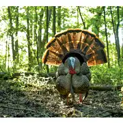 Thumbnail of HDR Strutter, image 9