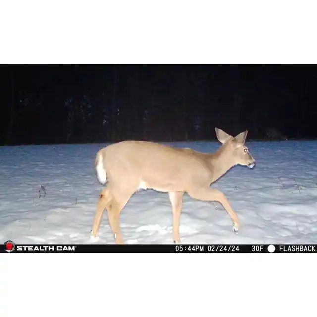 Flashback White Flash Cellular Trail Camera - image 15
