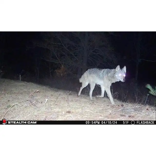 Flashback White Flash Cellular Trail Camera - image 18