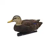 Thumbnail of Topflight Black Ducks, image 5