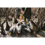 Thumbnail of HydroFoam Mallard 6 Pack, image 22