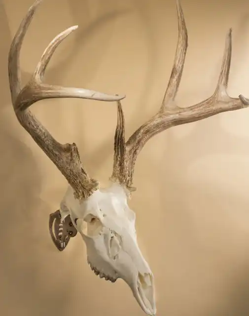 Mini Hooker - image 5