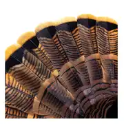 Thumbnail of HDR Strutter, image 2