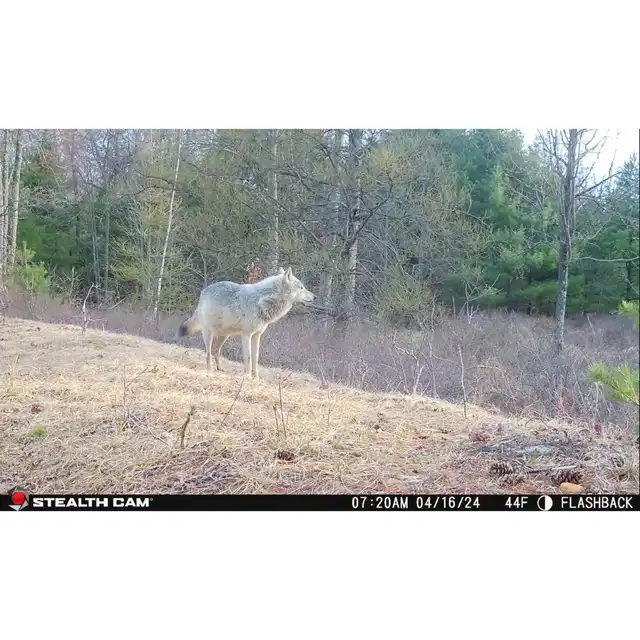 Flashback White Flash Cellular Trail Camera - image 13