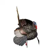 Thumbnail of HDR Strutter, image 8