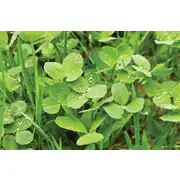 Thumbnail of THROW & GRO NO-TILL FORAGE® - 5LB, image 6