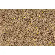 Thumbnail of THROW & GRO NO-TILL FORAGE® - 5LB, image 4