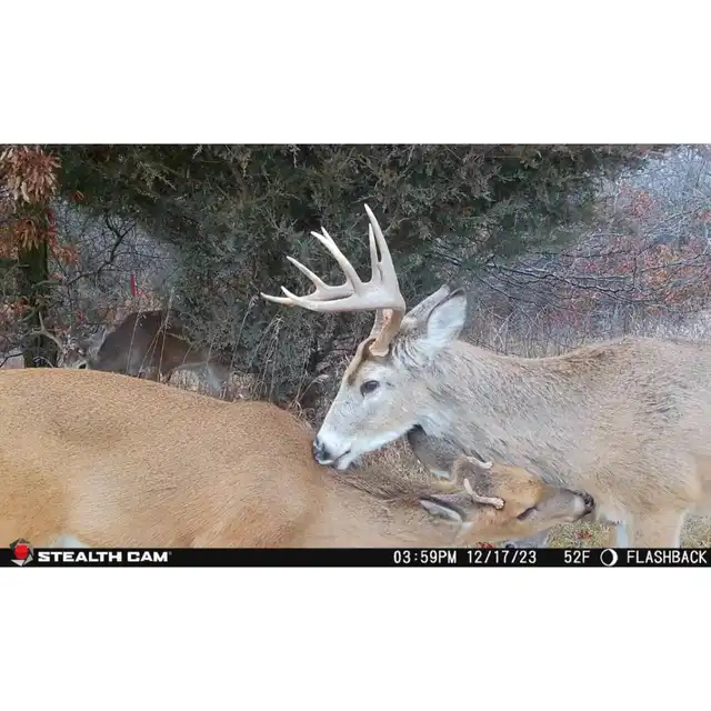 Flashback White Flash Cellular Trail Camera - image 14