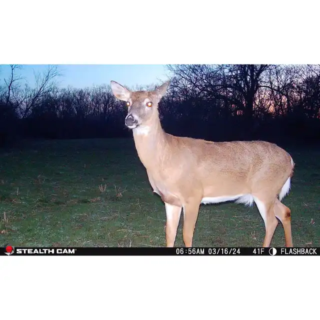 Flashback White Flash Cellular Trail Camera - image 12