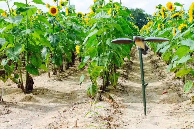 MOJO Voodoo Dove - image 8