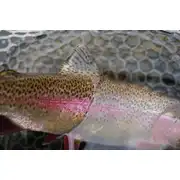 Thumbnail of Pastime Trout-Panfish, image 5
