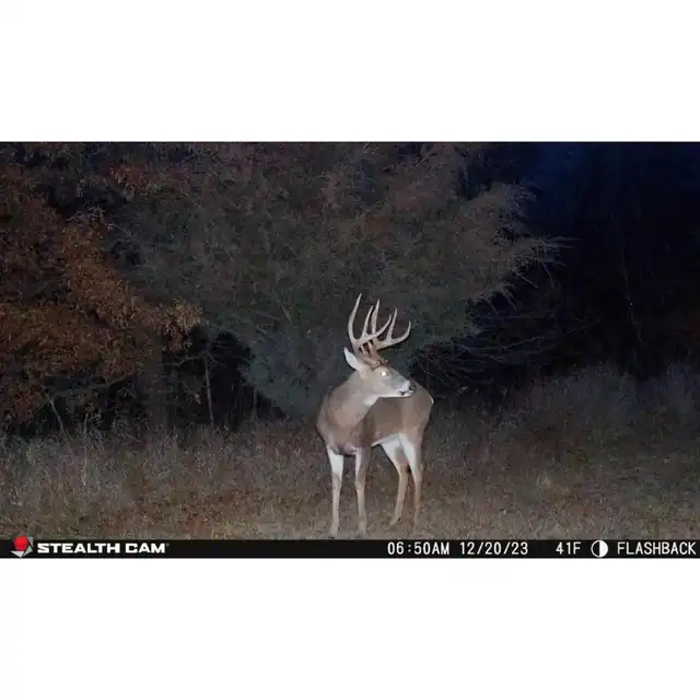 Flashback White Flash Cellular Trail Camera - image 10