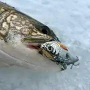 Thumbnail of Golden Shiner Rattlebait, image 10