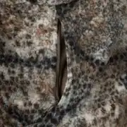 Thumbnail of SILENS JACKET, image 7