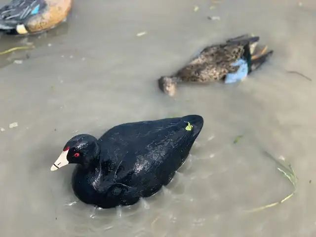Coot Confidence 6-Pack Decoys - image 3