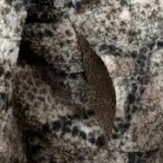 Thumbnail of SILENS JACKET, image 8