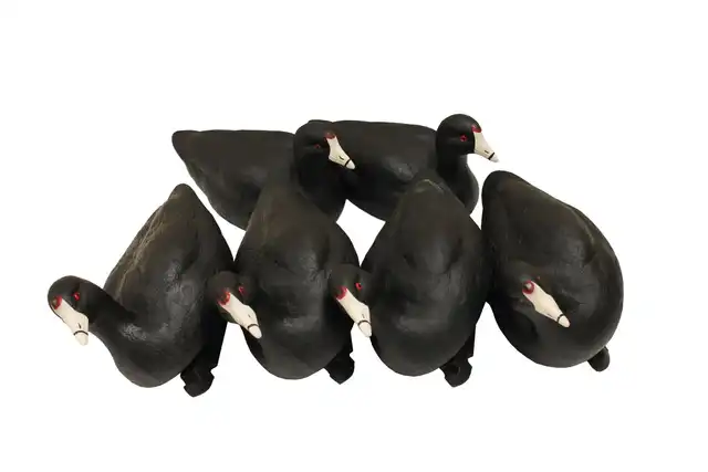Coot Confidence 6-Pack Decoys - image 2