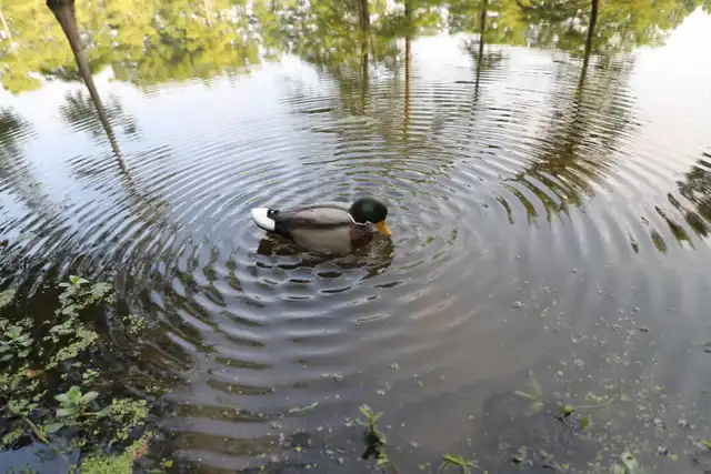 MOJO® Rippler - image 2