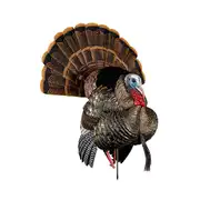 Thumbnail of HDR Strutter, image 1