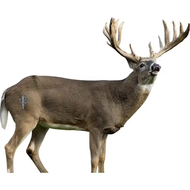 2D Whitetail Broadside Target