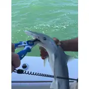 Thumbnail of 7.5" MONO/BRAID FISHING PLIERS & WIRE CUTTERS, image 7