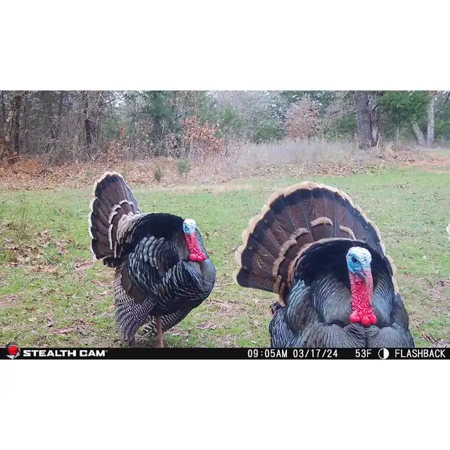 Flashback White Flash Cellular Trail Camera - image 11