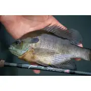 Thumbnail of Pastime Trout-Panfish, image 3