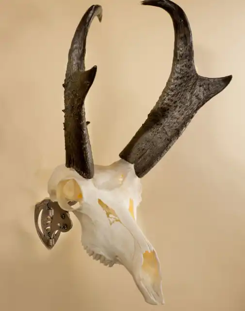 Mini Hooker - image 4